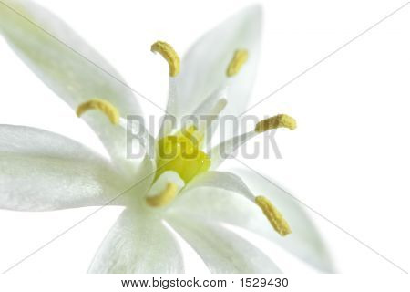 Close Up Of A White Flower