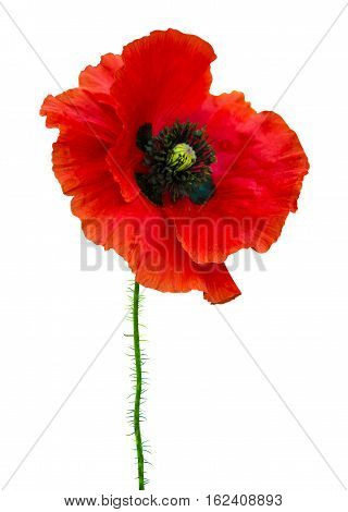 poppy. red poppy isolated on white background.red poppy. beautiful single flower head. red ranunculus isolated on white background.