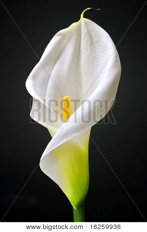 White Calla