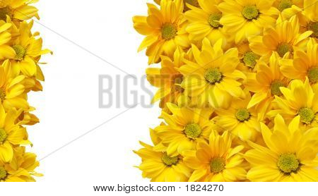 Yellow Daisy