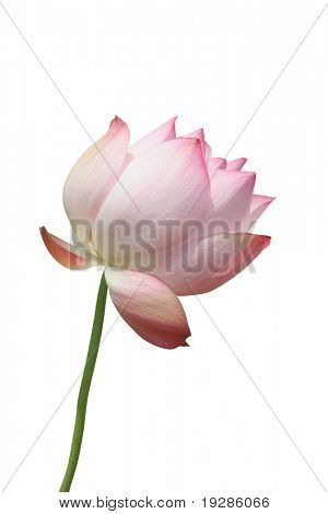 Lotus blossom isolated on white background