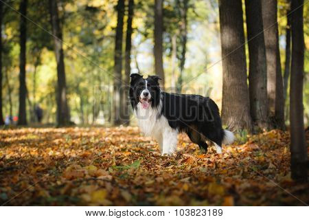 Dog Breed Border Collie