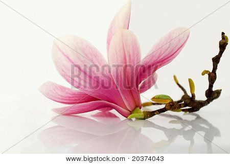 magnolia flower reflected on white background