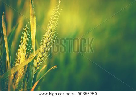 Green Wheat Head In Cultivated Agricultural Field