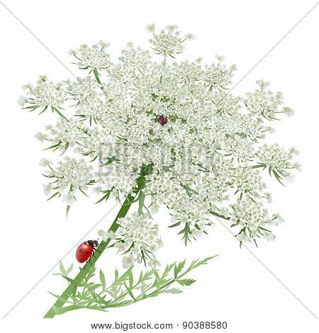 Ladybug on Queen Anne's Lace