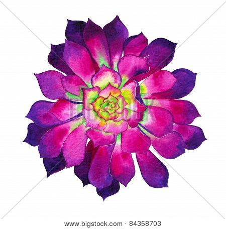 watercolor illustration of a aeonium cactus flower.