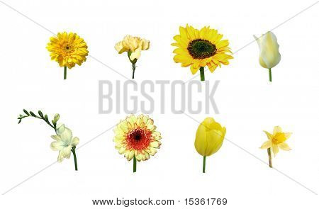 Various single yellow flowers, isolated