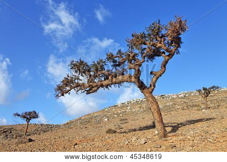 Boswellia - frankincense tree - Socotra island