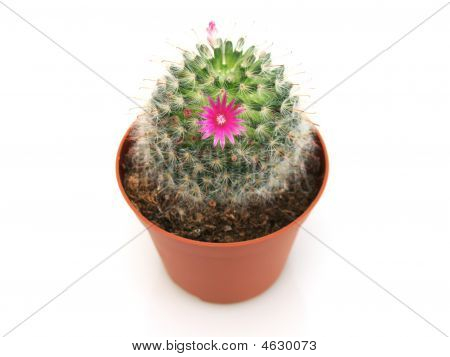 Close-up View Of Blossoming Cactus In A Pot