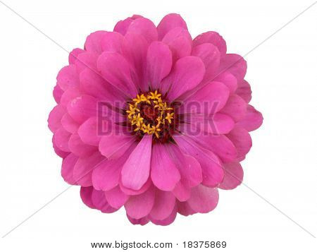 Isolated Zinnia Flower on white background