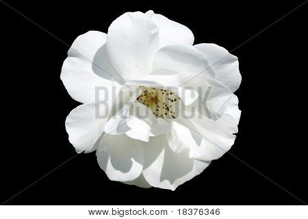 beautiful white rose isolated on black background