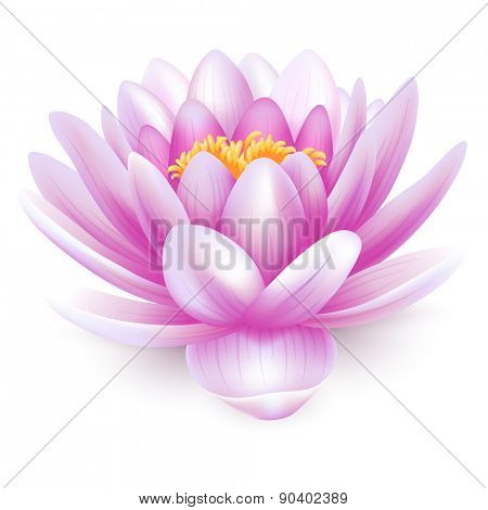 Beautiful pink water lily or lotus flower isolated on white background.