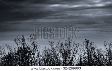 Silhouette Dead Tree And Branch On Grey Sky Background. Black Branches Of Tree. Nature Texture Backg