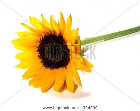 Sunflower White Background