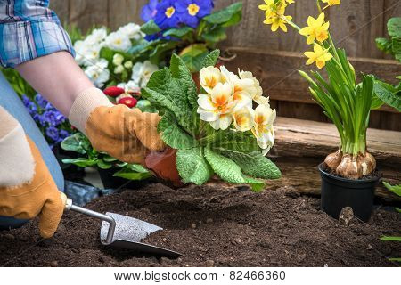 Gardener planting flowers in pot with dirt or soil at back yard