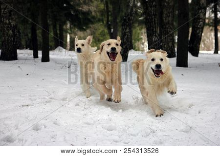 Three Beautiful Dogs White Golden Retrievers Running On Us Through The Snow In Winter Forest