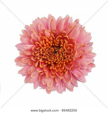 Chrysanthemum flower