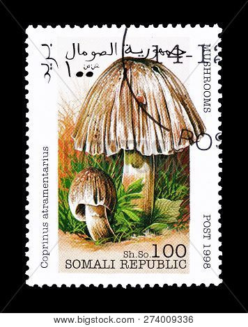 Somali Republic - Circa 1998 : Cancelled Postage Stamp Printed By Somali Republic, That Shows Common