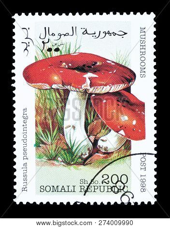 Somali Republic - Circa 1998 : Cancelled Postage Stamp Printed By Somali Republic, That Shows Russul