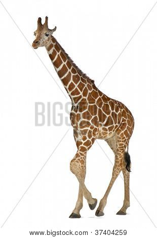 Somali Giraffe, commonly known as Reticulated Giraffe, Giraffa camelopardalis reticulata, 2 and a half years old walking against white background