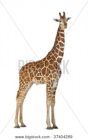 Somali Giraffe, commonly known as Reticulated Giraffe, Giraffa camelopardalis reticulata, 2 and a half years old standing against white background