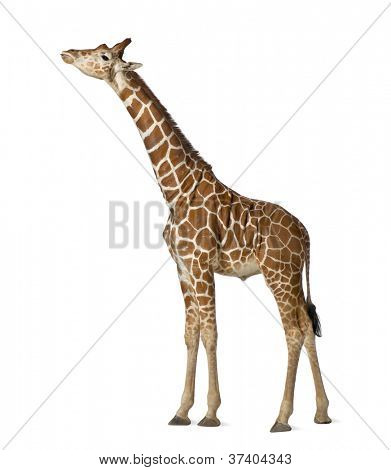 Somali Giraffe, commonly known as Reticulated Giraffe, Giraffa camelopardalis reticulata, 2 and a half years old standing against white background