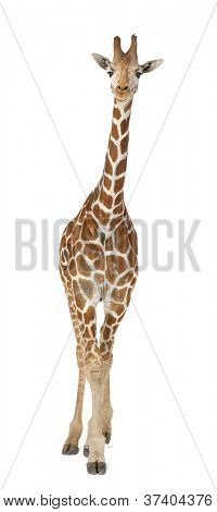 Somali Giraffe, commonly known as Reticulated Giraffe, Giraffa camelopardalis reticulata, 2 and a half years old standing against white background