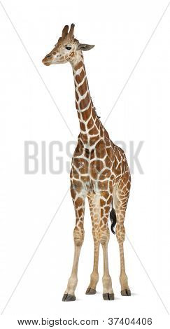 Somali Giraffe, commonly known as Reticulated Giraffe, Giraffa camelopardalis reticulata, 2 and a half years old standing against white background