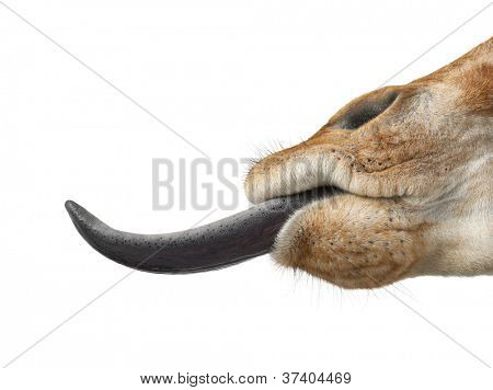 Somali Giraffe, commonly known as Reticulated Giraffe, Giraffa camelopardalis reticulata, 2 and a half years old close up against white background