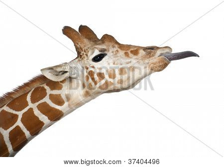 Somali Giraffe, commonly known as Reticulated Giraffe, Giraffa camelopardalis reticulata, 2 and a half years old close up against white background