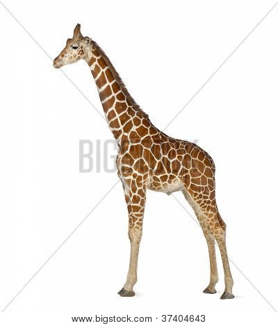 Somali Giraffe, commonly known as Reticulated Giraffe, Giraffa camelopardalis reticulata, 2 and a half years old standing against white background