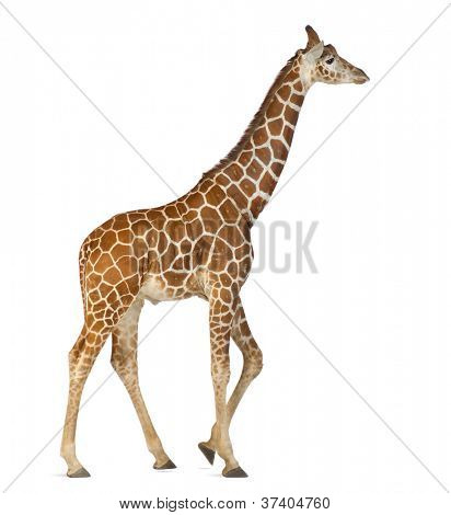 Somali Giraffe, commonly known as Reticulated Giraffe, Giraffa camelopardalis reticulata, 2 and a half years old walking against white background