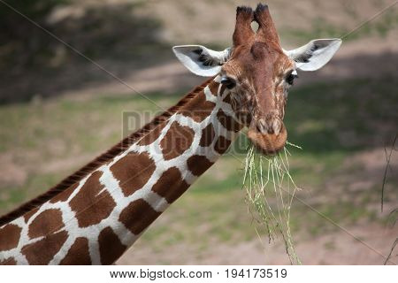 Reticulated giraffe (Giraffa camelopardalis reticulata), also known as the Somali giraffe.