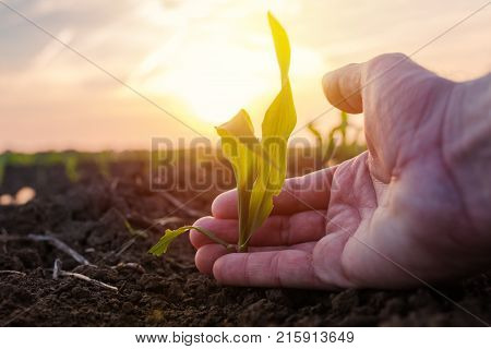 Farmer examining young green corn maize crop plant in cultivated agricultural field