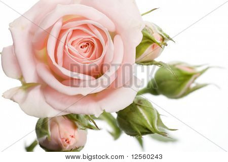 Beautiful rose with buds.Isolated on a white background.