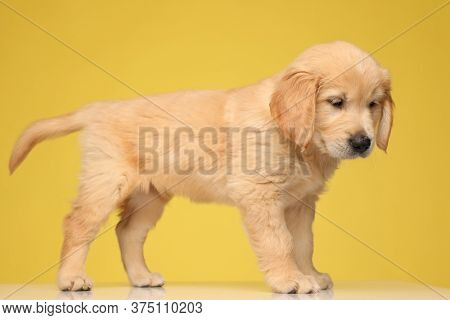 side view of cute labrador retriever dog looking up and following something on the floor on yellow background