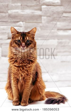 Sitting cat. Full body sitting somali cat pet portrait on white background. Somali cats are closely related to abyssinian cats, the main difference being the fur length. They are often called "Fox Cat".