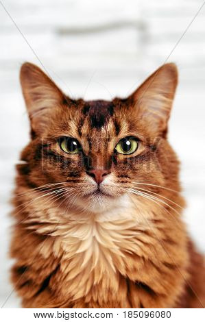 Headshot portrait of a beautiful ruddy somali female cat staring directly at the camera. Somali cats are closely related to abyssinian cats, they main difference being the fur length. They are often called 