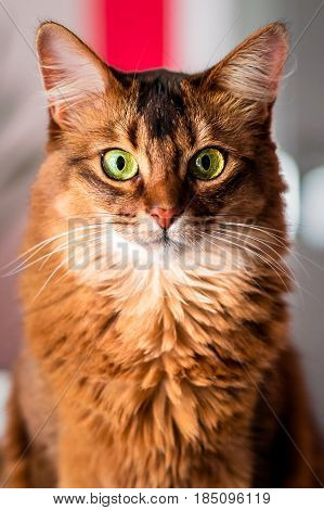 Somali Cat Portrait. Beautiful green eyed female somali cat staring directly at the camera.