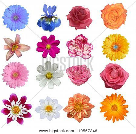 Flower heads isolated on a white background ( Full size in portfolio)