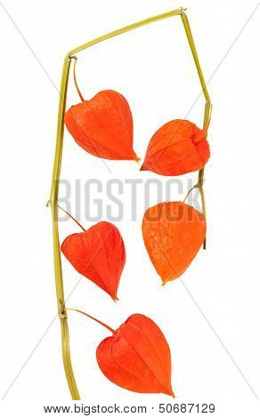 Physalis