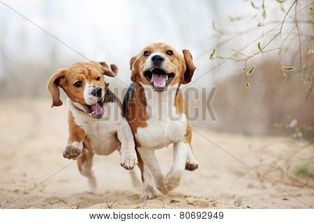 Two Funny Beagle Dogs Running