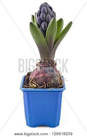 Young blue Hyacinth flower seedlings with tuber, Hyacinthus orientalis in flower pot isolated on white backround