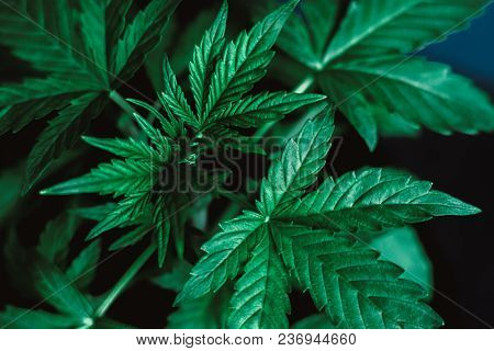 Marijuana Leaves, Young Beautiful Plant Medical Marijuana, Macro Cannabis Beautiful Background, Indo