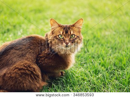 Purebred Somali Cat In The Grass Outside.