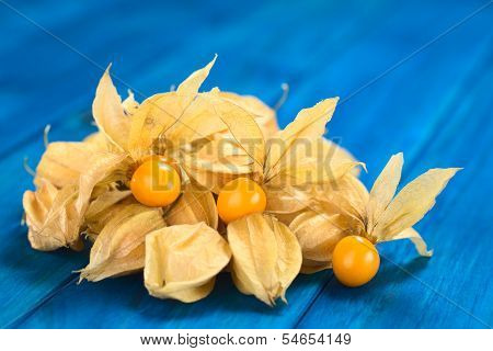 Physalis