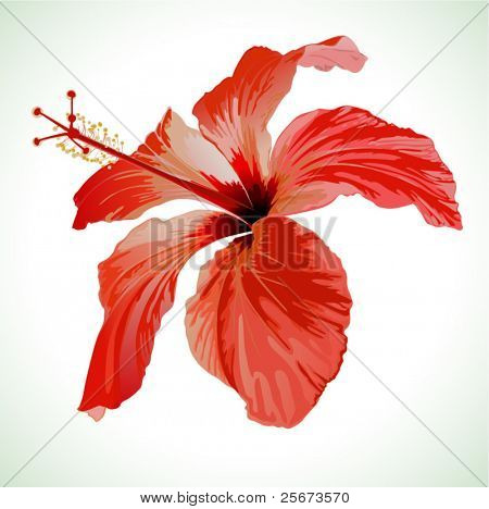 Hibiscus flower vector illustration, red beautiful plant on white background