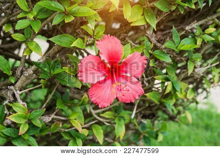 Beautiful Tropical Flowers, The Bush Strizhennom Ratut. Many Bright Juicy Colors In Hot Climates. Tr