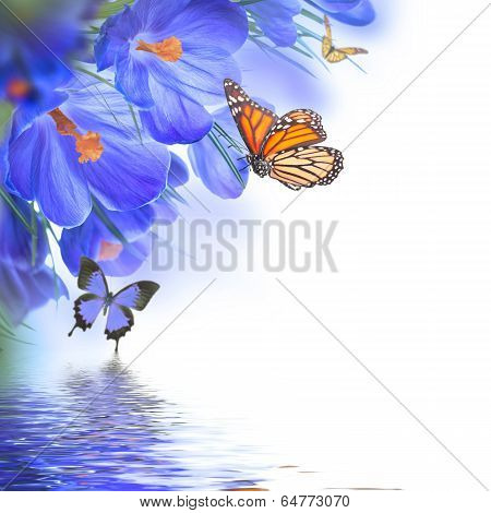 Spring crocuses with butterfly, floral background