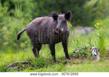 Dangerous Wild Boar Looking Into Camera On A Glade In Low Tatras National Park